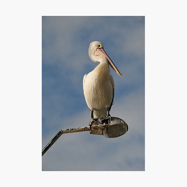 Artikelvorschau, Pelican on Light Pole entworfen und verkauft von Andy Plarinos.