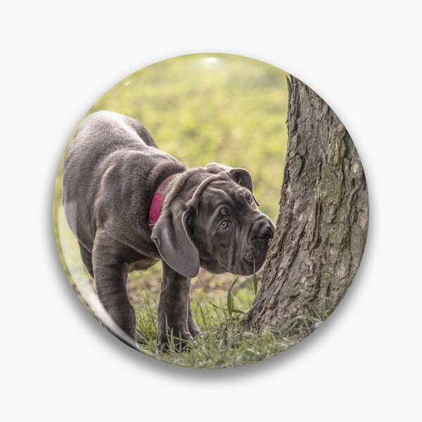 Item preview, Cane Corso Puppy  Adorable Italian Mastiff Dog Photography designed and sold by Anna-Kik.
