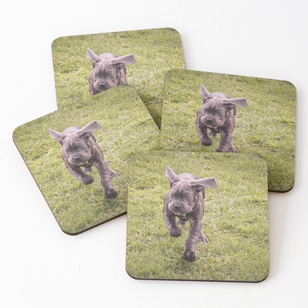 Item preview, Cane Corso Puppy Portrait Large Breed Guardian Dog Photo designed and sold by Anna-Kik.