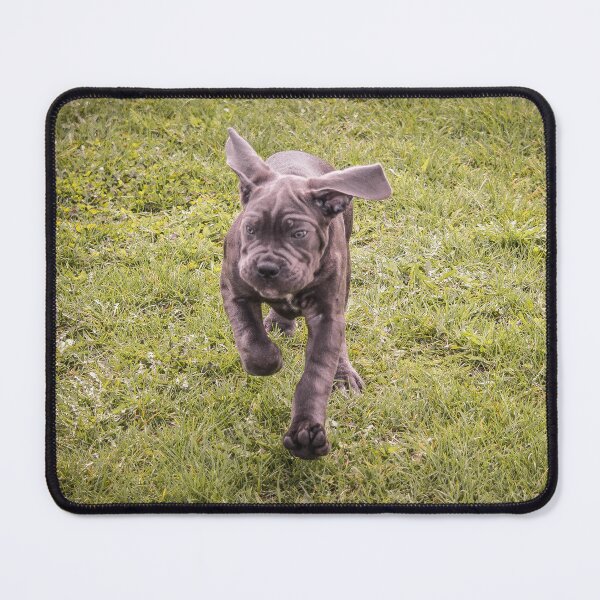 Item preview, Cane Corso Puppy Portrait Large Breed Guardian Dog Photo designed and sold by Anna-Kik.