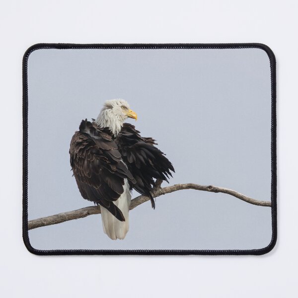 Item preview, Preening Adult Bald Eagle 2-19-2026 designed and sold by Thomasyoung.