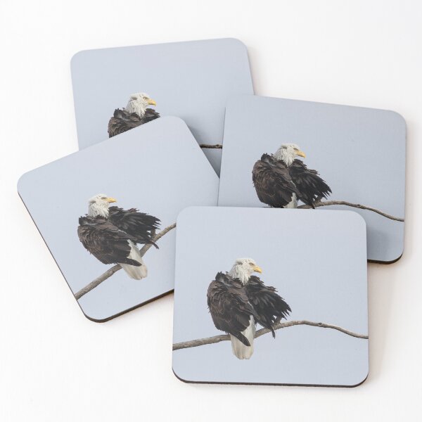 Item preview, Preening Adult Bald Eagle 2-19-2026 designed and sold by Thomasyoung.