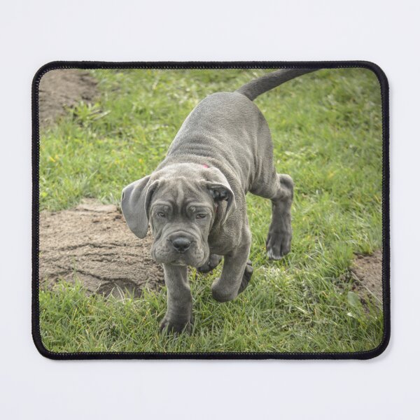 Item preview, Cane Corso Puppy Photography Gift for Cane Corso Owners designed and sold by Anna-Kik.