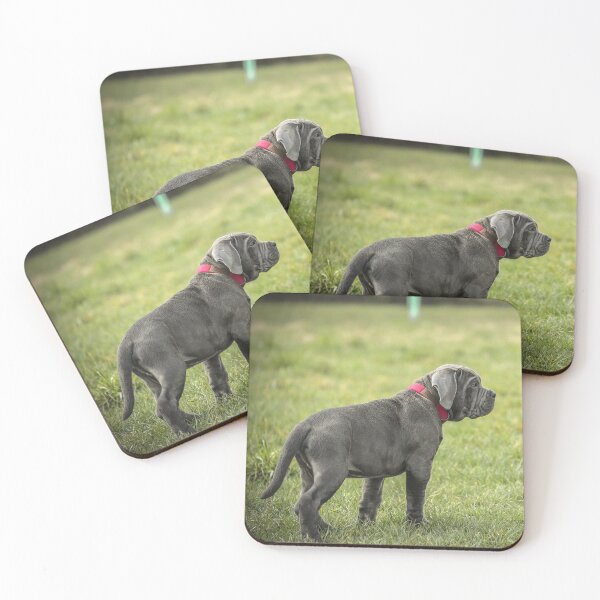 Item preview, Blue Cane Corso Puppy Rare Mastiff Breed Photography designed and sold by Anna-Kik.