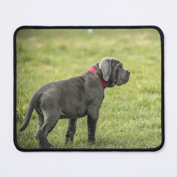 Item preview, Blue Cane Corso Puppy Rare Mastiff Breed Photography designed and sold by Anna-Kik.