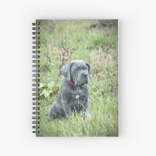 Item preview, Blue Cane Corso Puppy Rare Mastiff Breed Photography designed and sold by Anna-Kik.