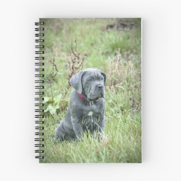 Item preview, Blue Cane Corso Puppy Rare Mastiff Breed Photography designed and sold by Anna-Kik.