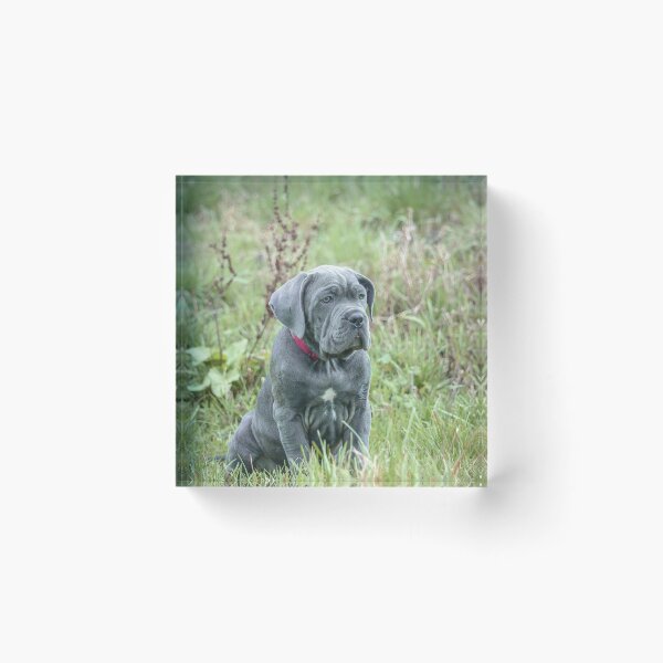 Item preview, Blue Cane Corso Puppy Rare Mastiff Breed Photography designed and sold by Anna-Kik.
