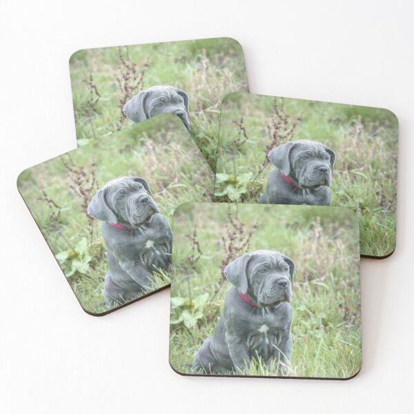 Item preview, Blue Cane Corso Puppy Rare Mastiff Breed Photography designed and sold by Anna-Kik.