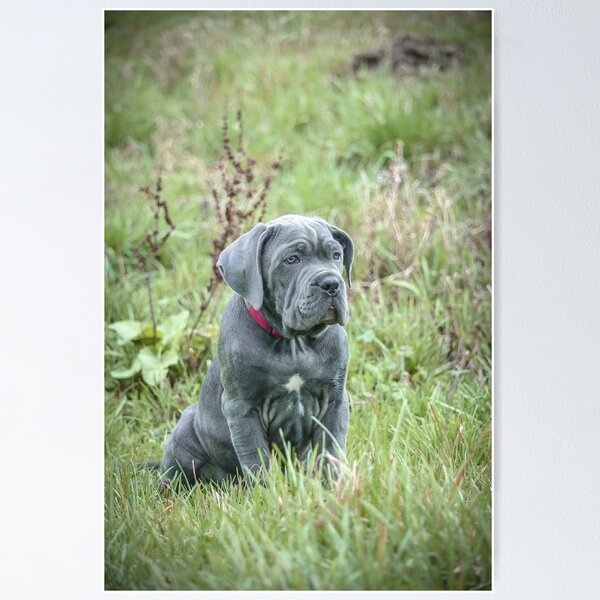Item preview, Blue Cane Corso Puppy Rare Mastiff Breed Photography designed and sold by Anna-Kik.