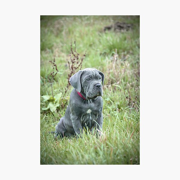 Item preview, Blue Cane Corso Puppy Rare Mastiff Breed Photography designed and sold by Anna-Kik.