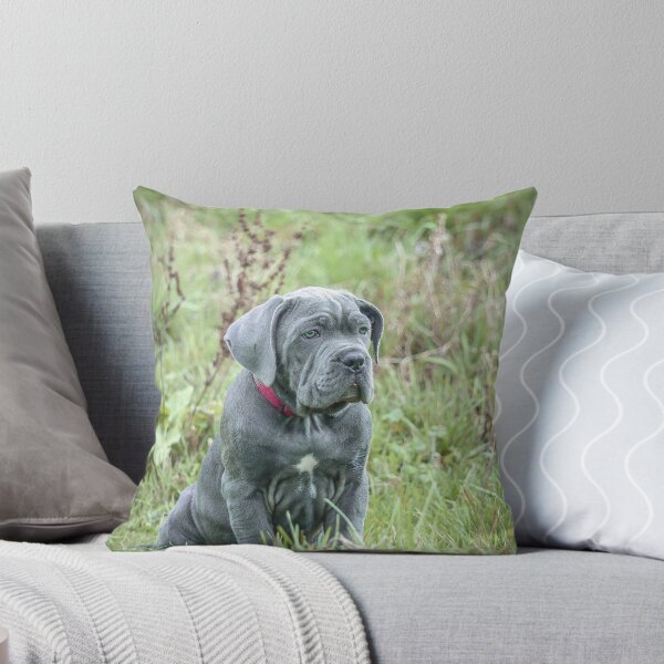 Item preview, Blue Cane Corso Puppy Rare Mastiff Breed Photography designed and sold by Anna-Kik.
