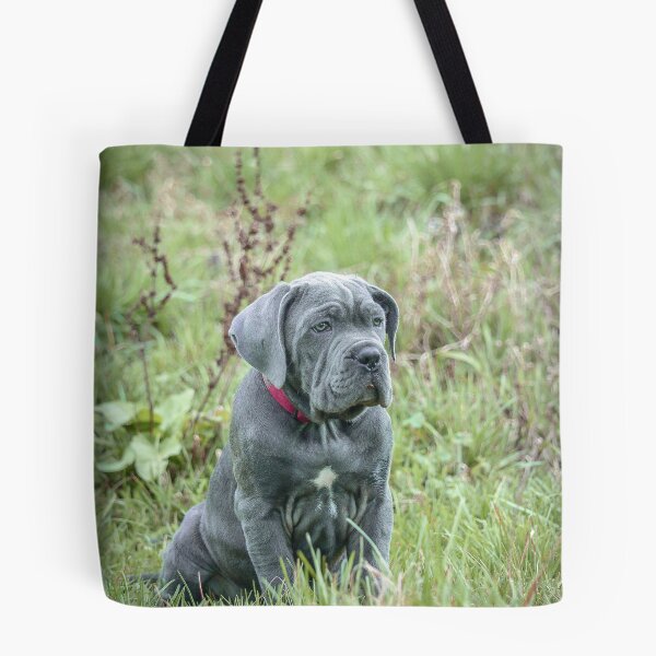 Item preview, Blue Cane Corso Puppy Rare Mastiff Breed Photography designed and sold by Anna-Kik.