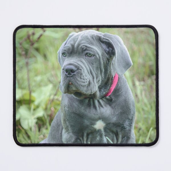 Item preview, Cane Corso Puppy Aesthetic Elegant Working Dog Portrait designed and sold by Anna-Kik.