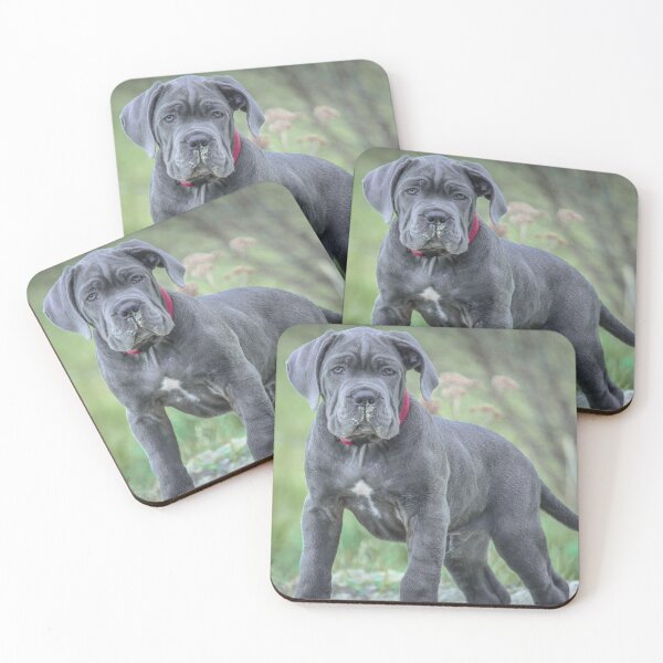Item preview, Black Cane Corso Puppy  Powerful Yet Cute Mastiff Photo designed and sold by Anna-Kik.