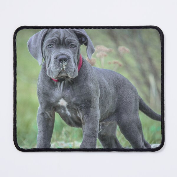 Item preview, Black Cane Corso Puppy Powerful Yet Cute Mastiff Photo designed and sold by Anna-Kik.