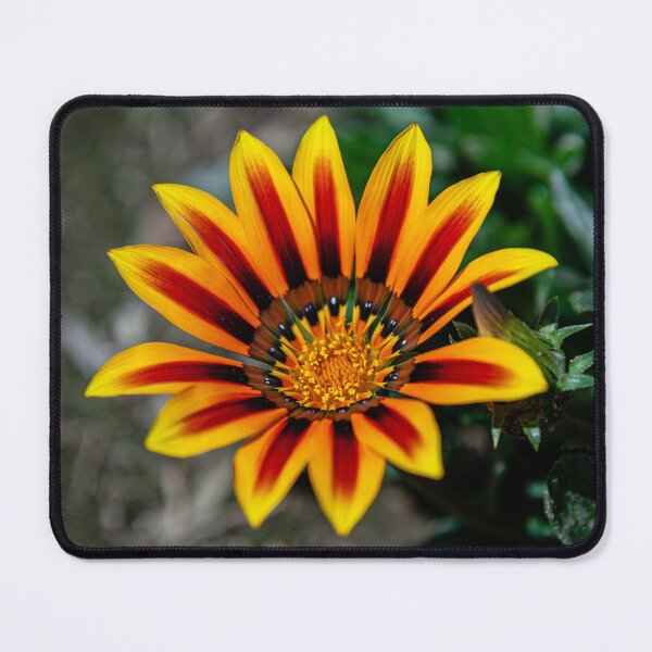 Item preview, Flowers of Gold Gazania designed and sold by Dalyndigital Photography.
