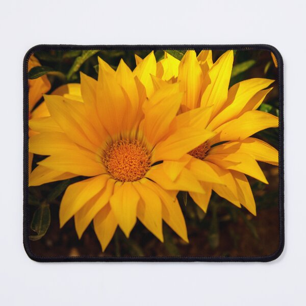 Item preview, Yellow flowering Gazania designed and sold by Dalyndigital Photography.