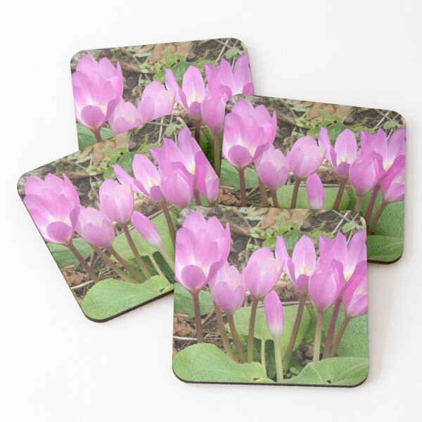 Item preview, Pretty Pale Pink Cyclamen Flowers Photograph designed and sold by naturegallery.