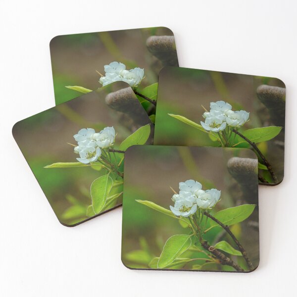 Item preview, Pear blossom time designed and sold by Dalyndigital Photography.