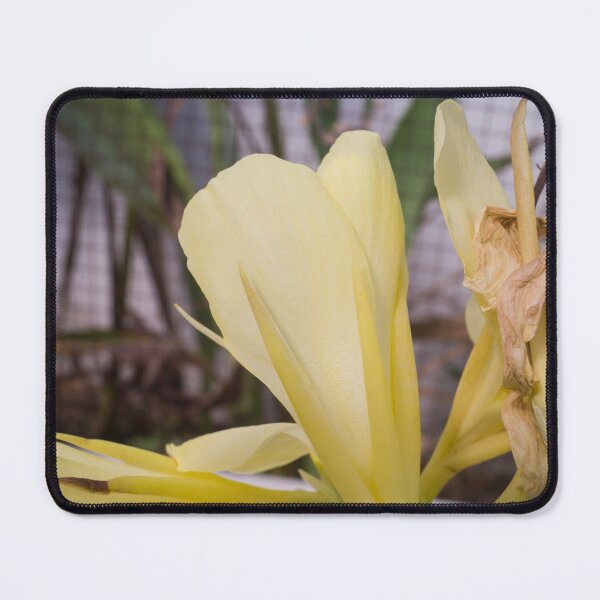 Item preview, Yellow Canna lily designed and sold by ROSE ANN BANILAR.