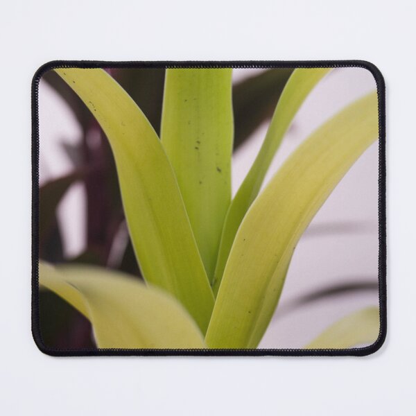 Item preview, Corn Plant designed and sold by ROSE ANN BANILAR.