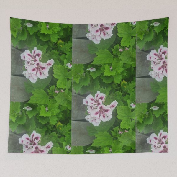 Item preview, Pelargonium designed and sold by BrittanyWilton.
