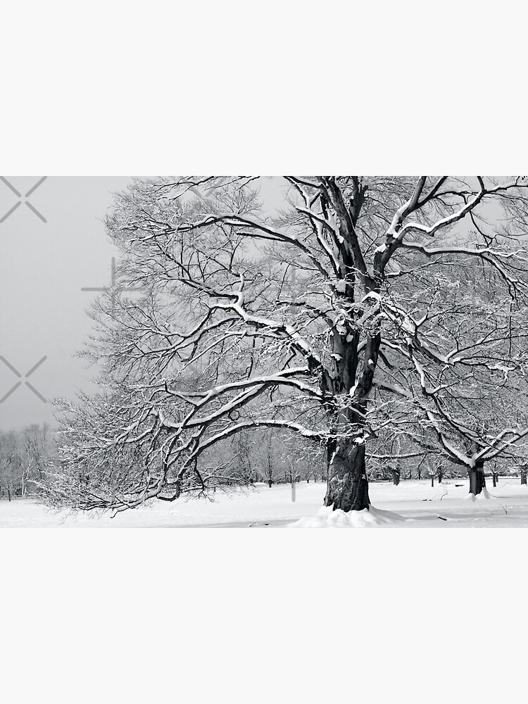 Connecticut Magnificence in the Form of a Tree by csegalas