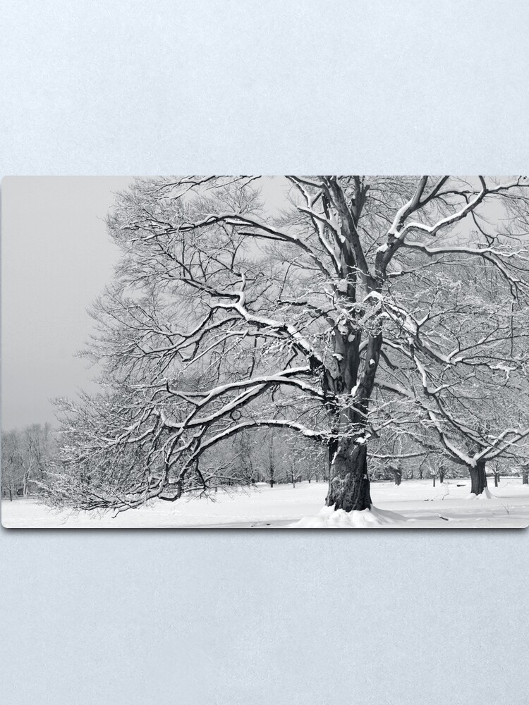 Alternate view of Connecticut Magnificence in the Form of a Tree Metal Print
