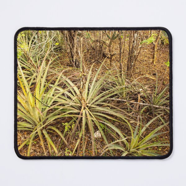 Item preview, macambira from Brazil designed and sold by felipequeiroz.