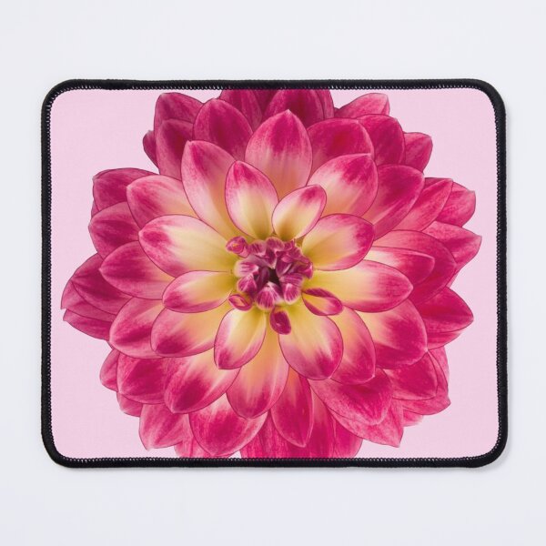 Item preview, yellow pink dahlia flower designed and sold by inainart.