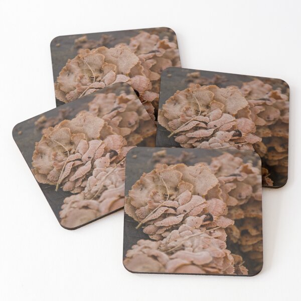 Item preview, Earthy Forest Fungi - Autumn Mushroom Macro designed and sold by ShotsbyDesiree.
