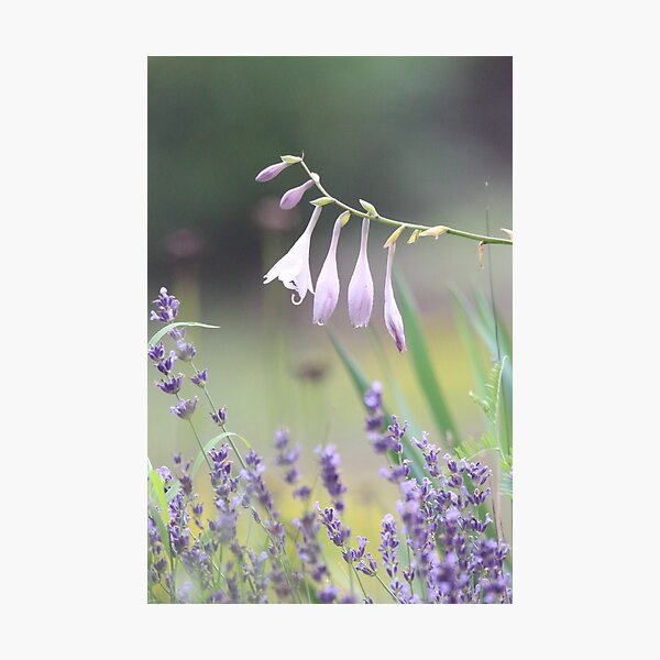 Pretty in lavender Photographic Print