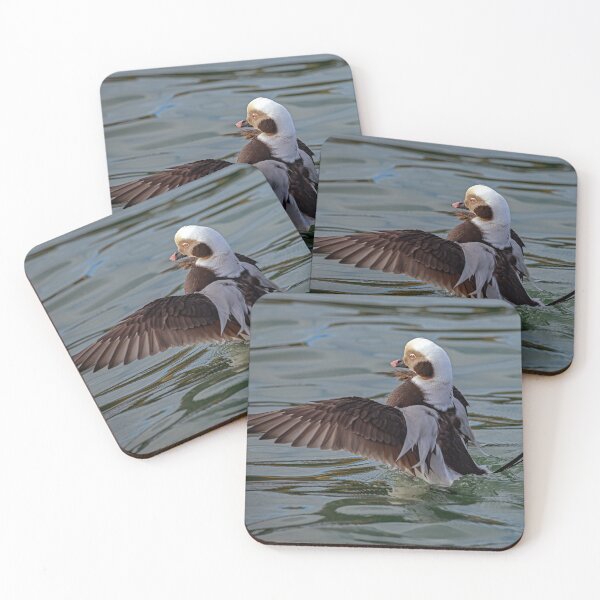 Item preview, The long-tailed duck designed and sold by Tom McPherson Photography.