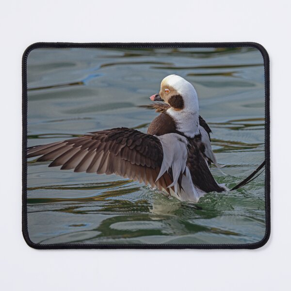 Item preview, The long-tailed duck designed and sold by Tom McPherson Photography.
