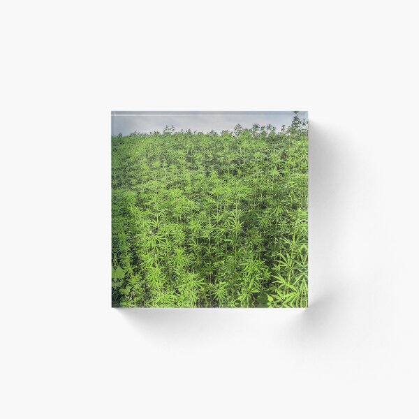 Hemp plantation Acrylic Block