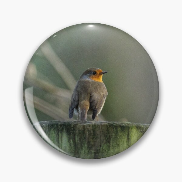 Item preview, Robin Red Breast designed and sold by Kirkman Photography.