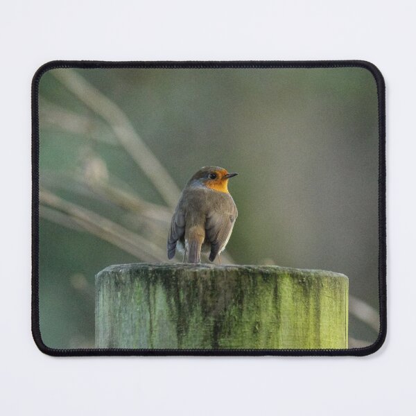 Item preview, Robin Red Breast designed and sold by Kirkman Photography.