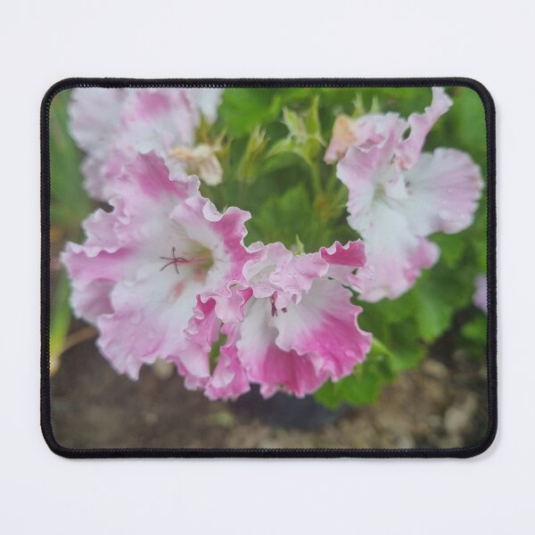 Item preview, Pelargoniums designed and sold by BrittanyWilton.