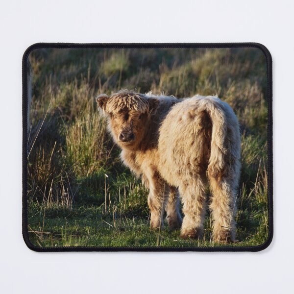 Item preview, Fluffy Baby Highland Cow designed and sold by Nicole_Munday_Photography.