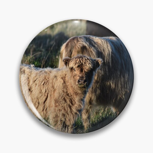 Item preview, Baby Highland Cow eating Grass designed and sold by Nicole_Munday_Photography.