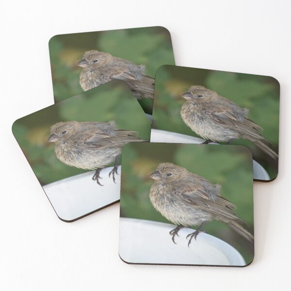 Item preview, Female House Finch Perched on a Birdbath designed and sold by Tonia Delozier's Photography .