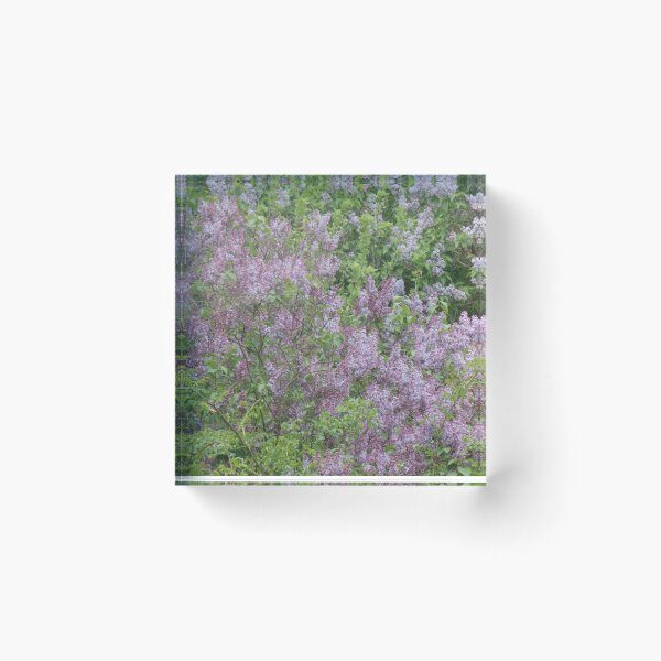 Item preview, Lilac bushes in full bloom designed and sold by Betulek.