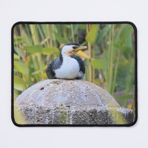 Item preview, The Little Pied Cormorant; Sitting & Watching designed and sold by Cissa King Photography.