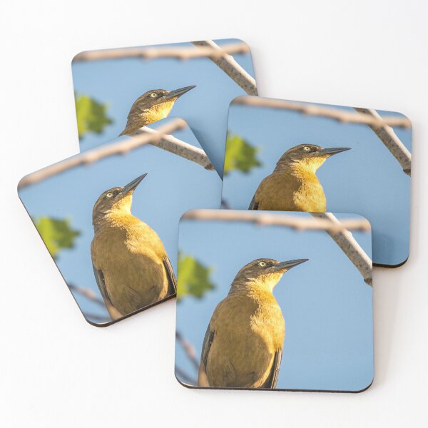 Item preview, Grackle In the Morning Sunlight designed and sold by Debra Martz.