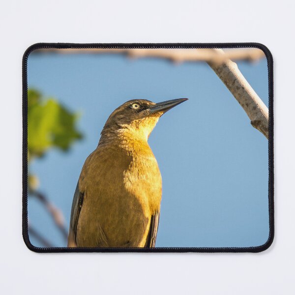Item preview, Grackle In the Morning Sunlight designed and sold by Debra Martz.