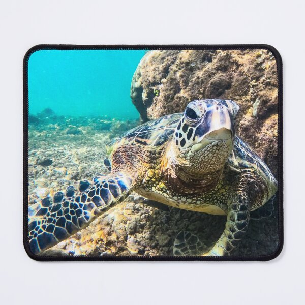 Item preview, Grumpy Sea Turtle Underwater Photography Print, Ocean Wildlife Coastal Art designed and sold by Salty Colors Studio.