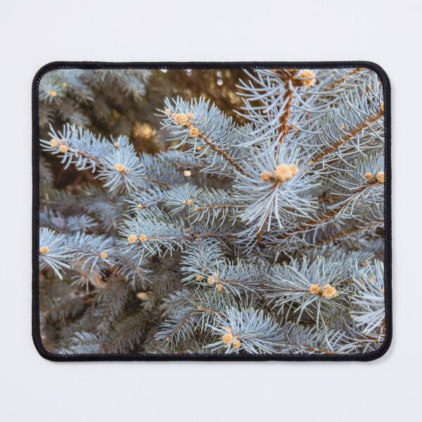 Item preview, Colorado Blue Spruce Needles Macro designed and sold by Jon Moffat Photography.