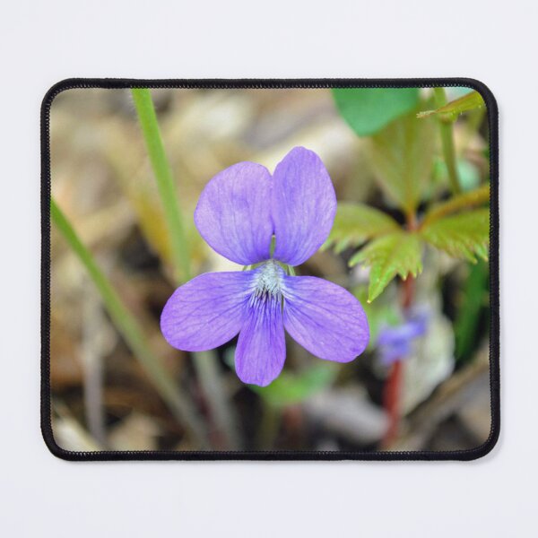 Item preview, Purple Wild Violet Botanical Nature Photography designed and sold by Blossom-Breeze.