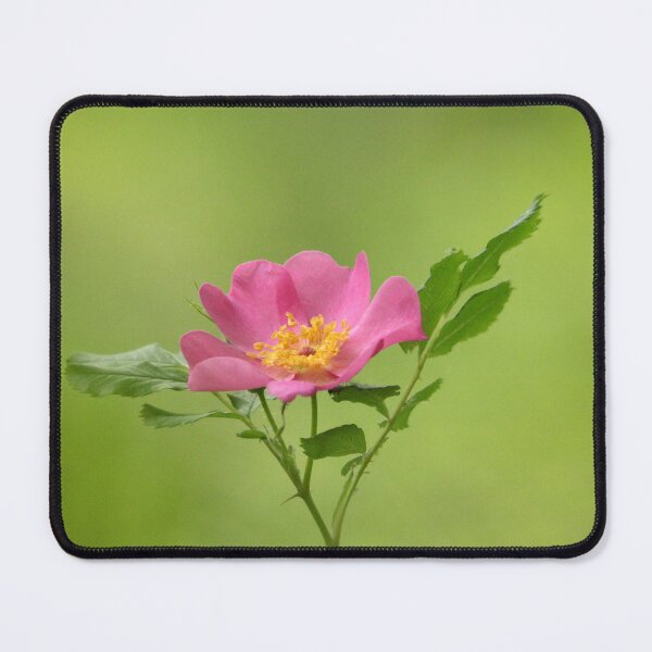 Item preview, Pink Wild Rose designed and sold by Debbie Oppermann.